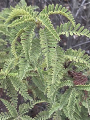 Chamaebatia australis