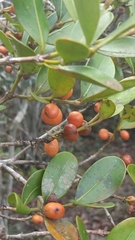 Peponidium