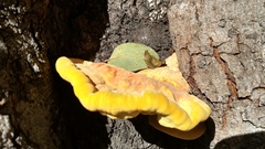 Laetiporus gilbertsonii