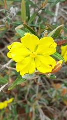 Hibbertia coriacea image