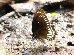 Papilio dravidarum