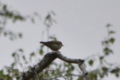Phylloscopus trochiloides