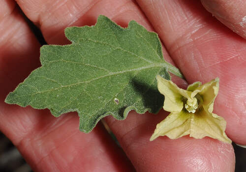 Fendler's Groundcherry (Physalis fendleri)