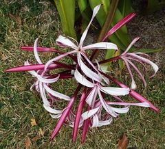 Crinum americanum