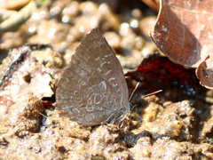 Arhopala bazaloides