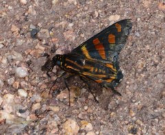 Mimardaris sela