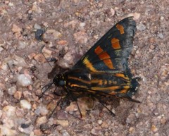 Mimardaris sela