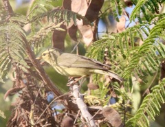 Phylloscopus griseolus