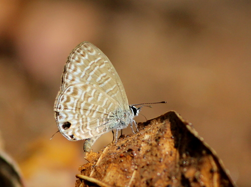 Pale Ceylon line blue