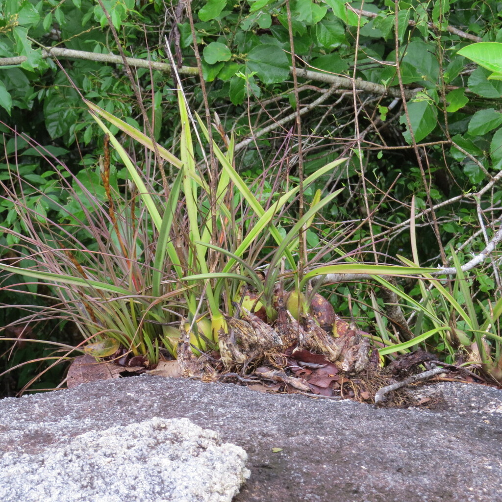 Encyclia