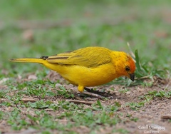 Sicalis flaveola flaveola