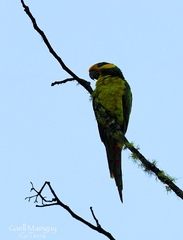 Ognorhynchus icterotis