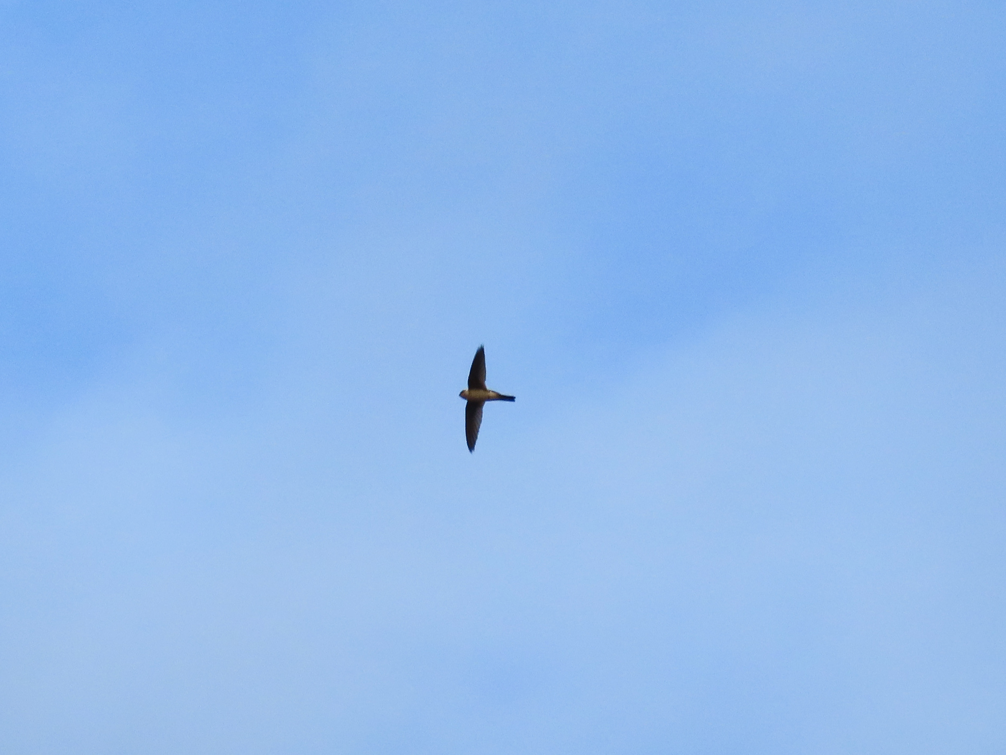 Andean Swift (Aeronautes andecolus), photo 8