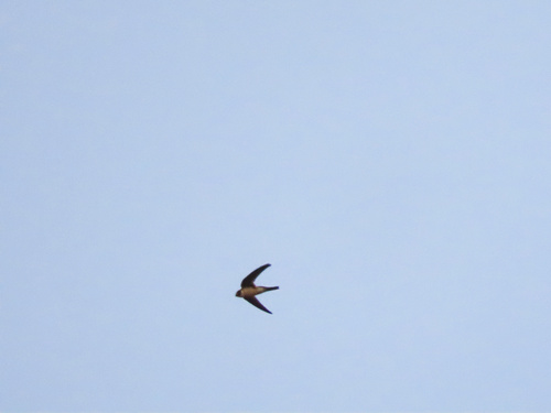 Andean Swift (Aeronautes andecolus), photo 6
