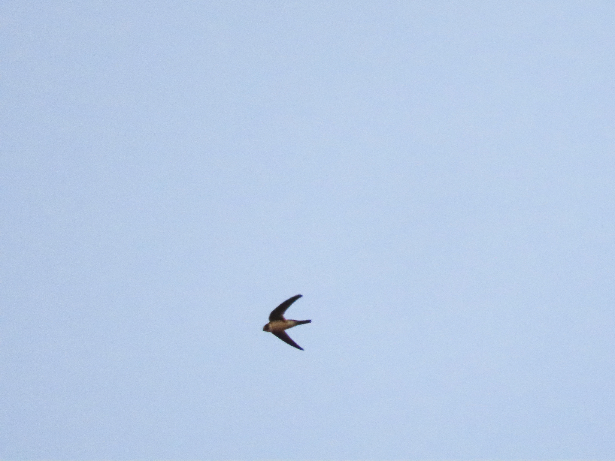 Andean Swift (Aeronautes andecolus), photo 9