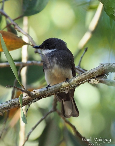 Northern Fantail (Northern) (Subspecies Rhipidura rufiventris isura ...