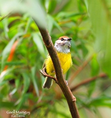 Poecilotriccus ruficeps