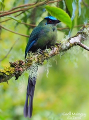 Momotus aequatorialis aequatorialis