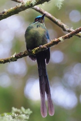 Momotus aequatorialis aequatorialis