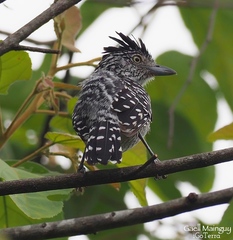 Thamnophilus doliatus albicans