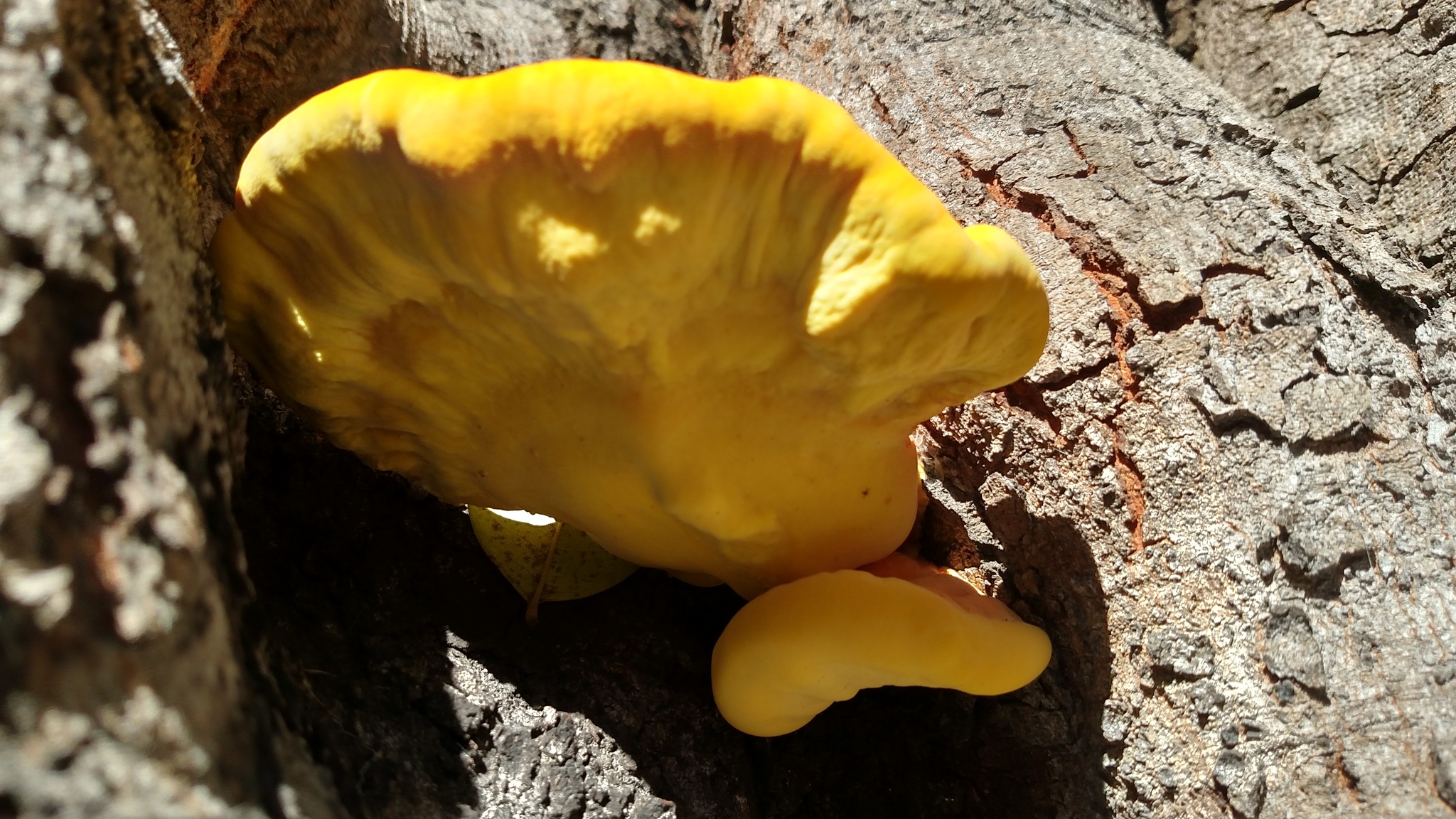 Laetiporus gilbertsonii image