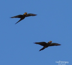 Ognorhynchus icterotis