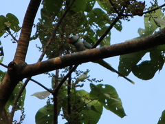 Psittacula columboides