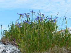 Iris hookeri