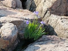 Iris hookeri