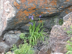 Iris hookeri