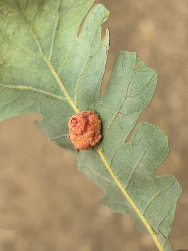 iNaturalist observation photo of Convoluted Gall Wasp