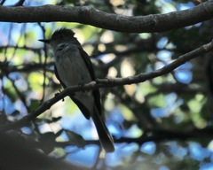 Myiarchus antillarum