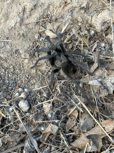 iNaturalist observation photo of Desert Tarantula