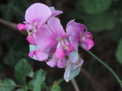 Lathyrus sylvestris