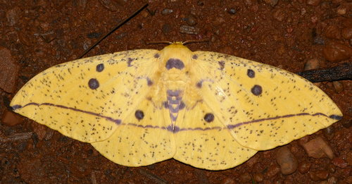Imperial Moth photo 4