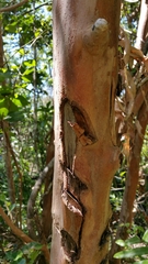 Macaranga oblongifolia image