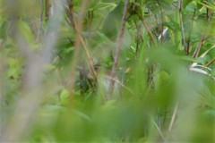 Locustella lanceolata