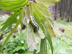 Euchalcia variabilis