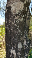 Sapotaceae