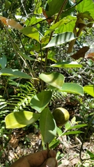 Sapotaceae