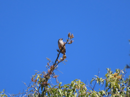 Rufous-sided Warbling Finch (Poospizopsis hypocondria), photo 6