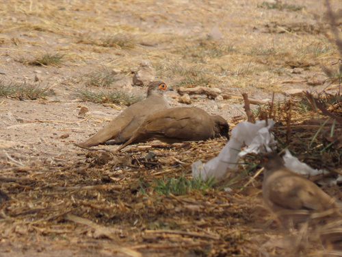 Moreno's Ground Dove (Metriopelia morenoi), photo 4