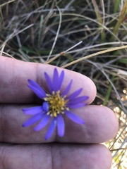 Eurybia hemispherica