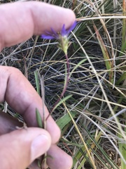 Eurybia hemispherica