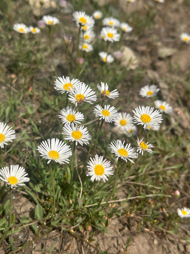Erigeron flagellaris