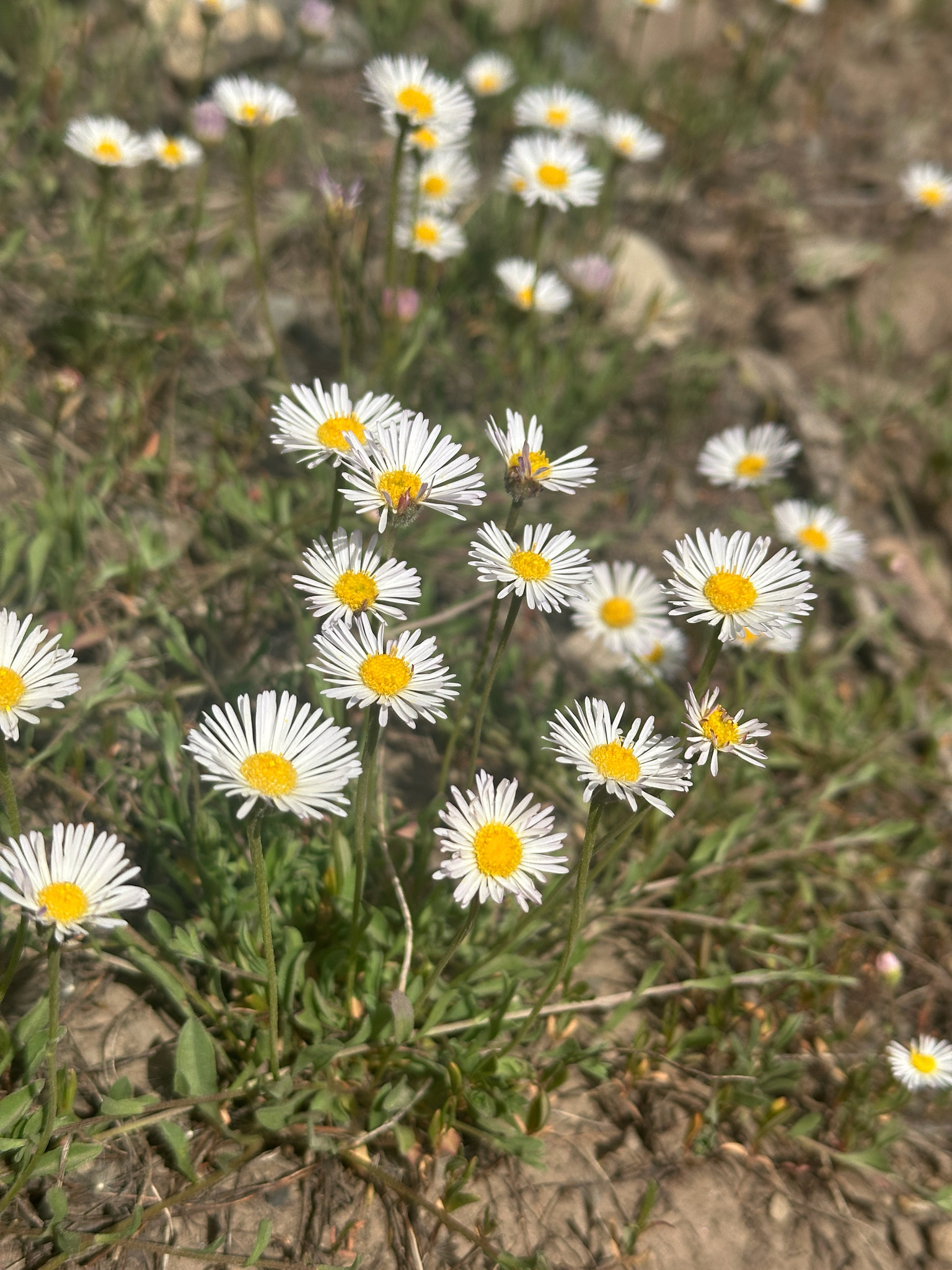 Erigeron flagellaris