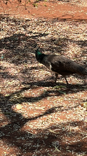 Indian Peafowl