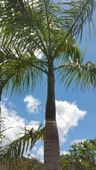 Dypsis
