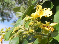 Qualea grandiflora