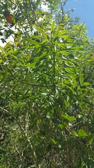 Dracaena reflexa image